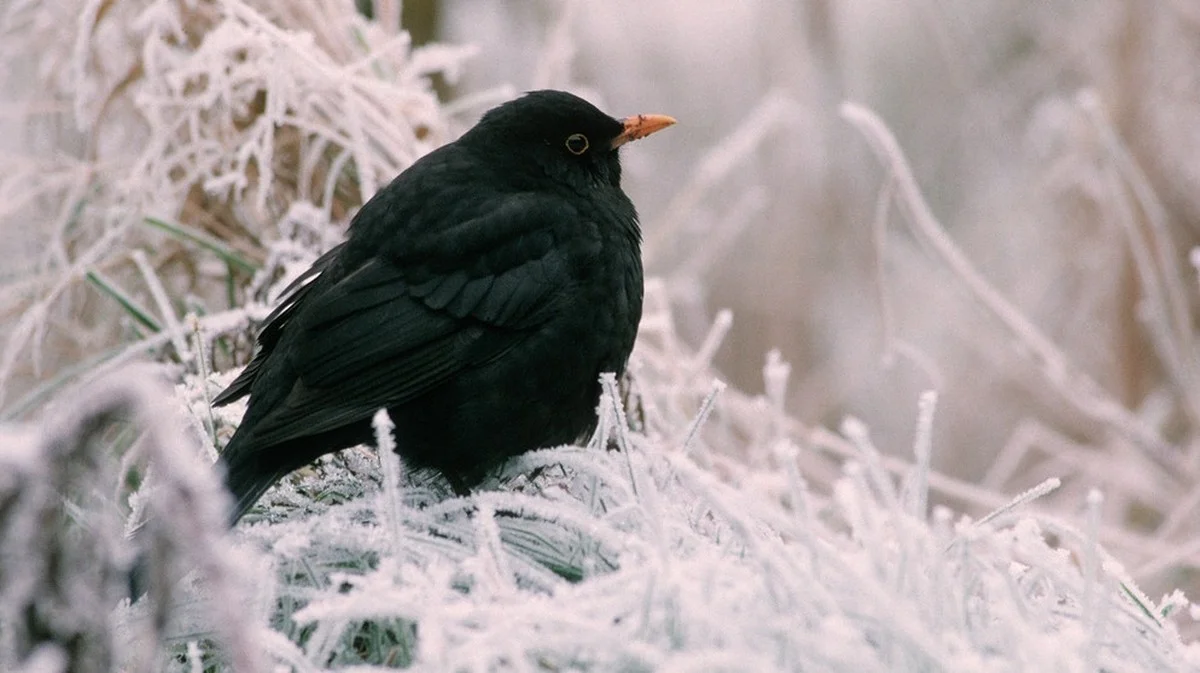 Pourquoi les jardiniers intelligents laissent une mangeoire à oiseaux même après l'hiver