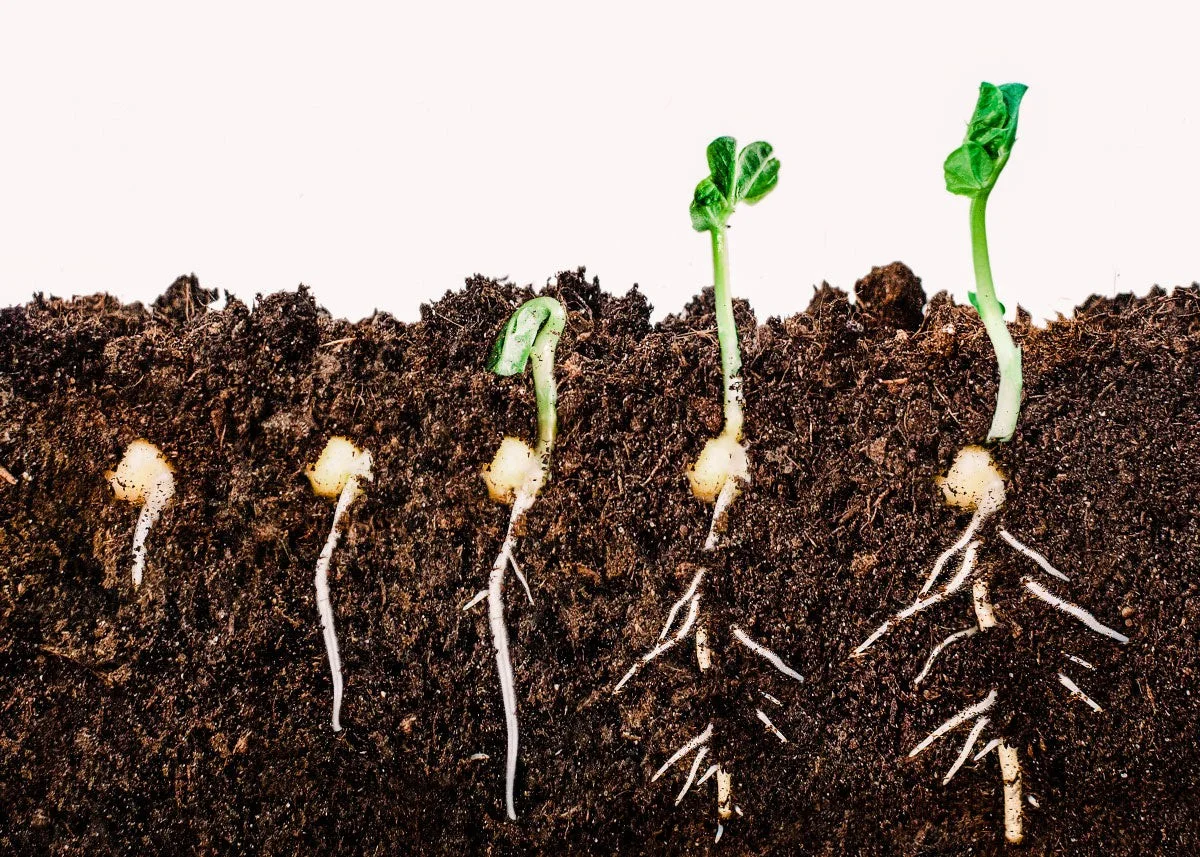 Un peu de cannelle sur vos semis ? Le truc étonnant contre la fonte des semis. - image 2