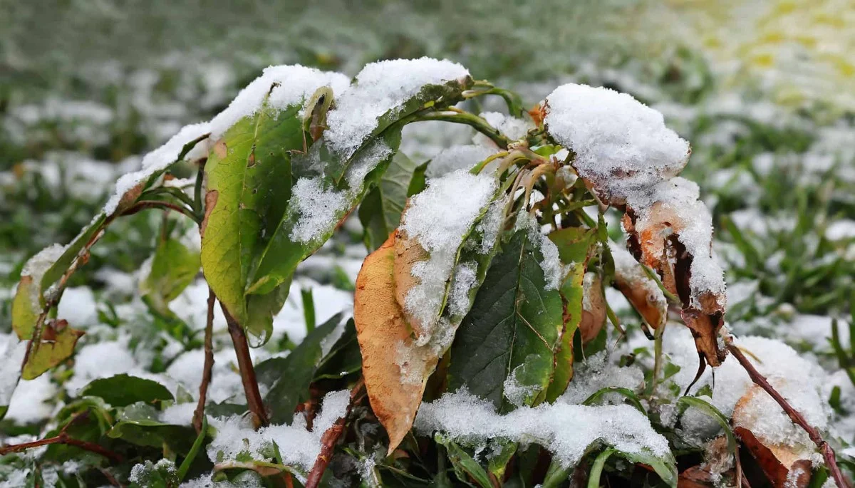 Les paysagistes affirment : ne taillez jamais vos arbustes à cette période de l