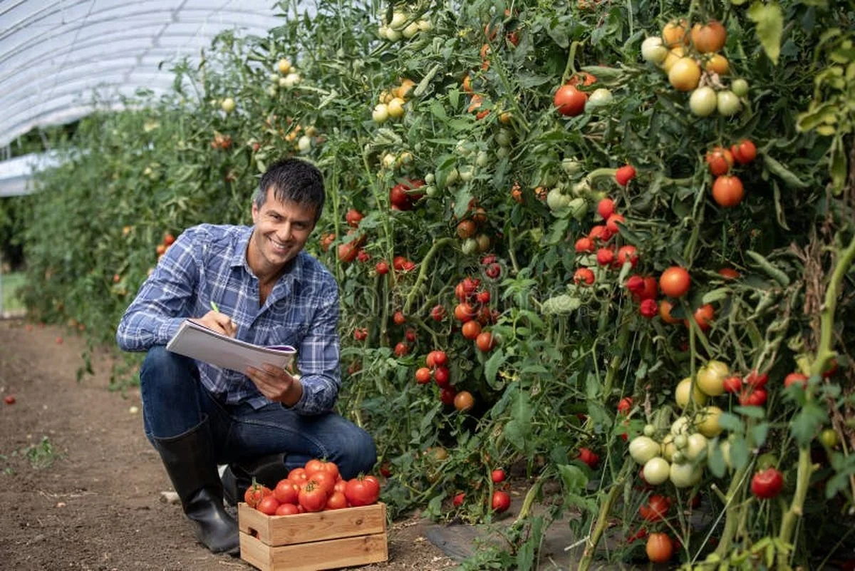 Du bicarbonate de soude sur vos tomates ? L