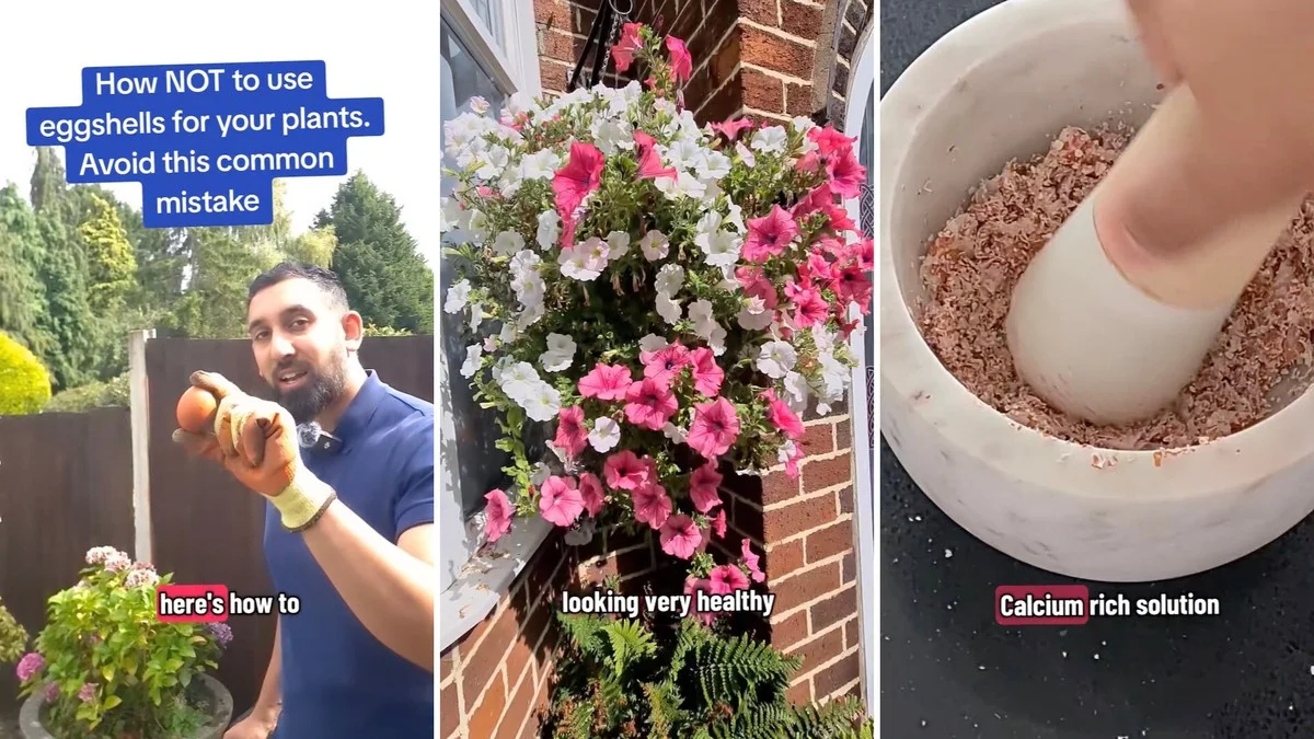 descoquillesduf-gen-2.webp Des coquilles d