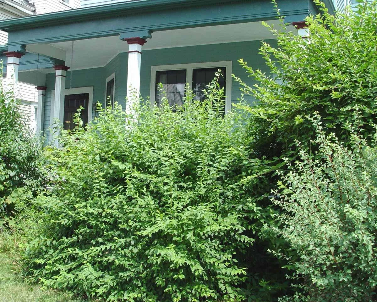 Les paysagistes professionnels révèlent : l