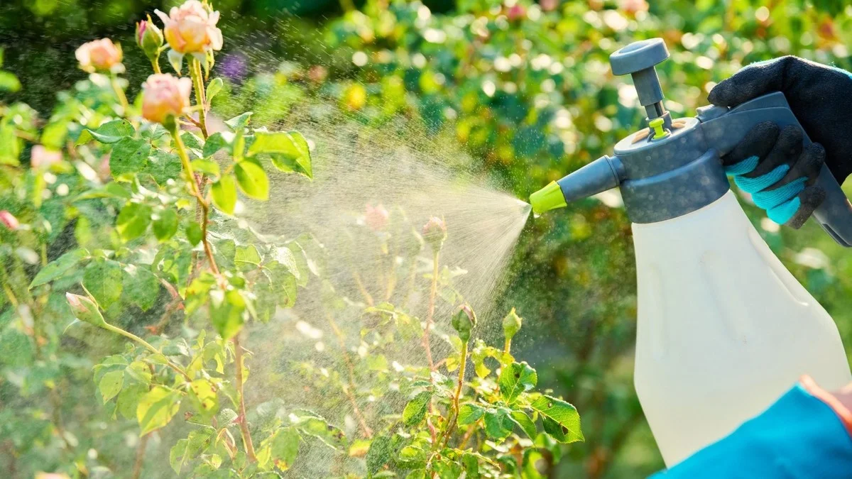 Du bicarbonate sur vos rosiers ? Comment il combat l