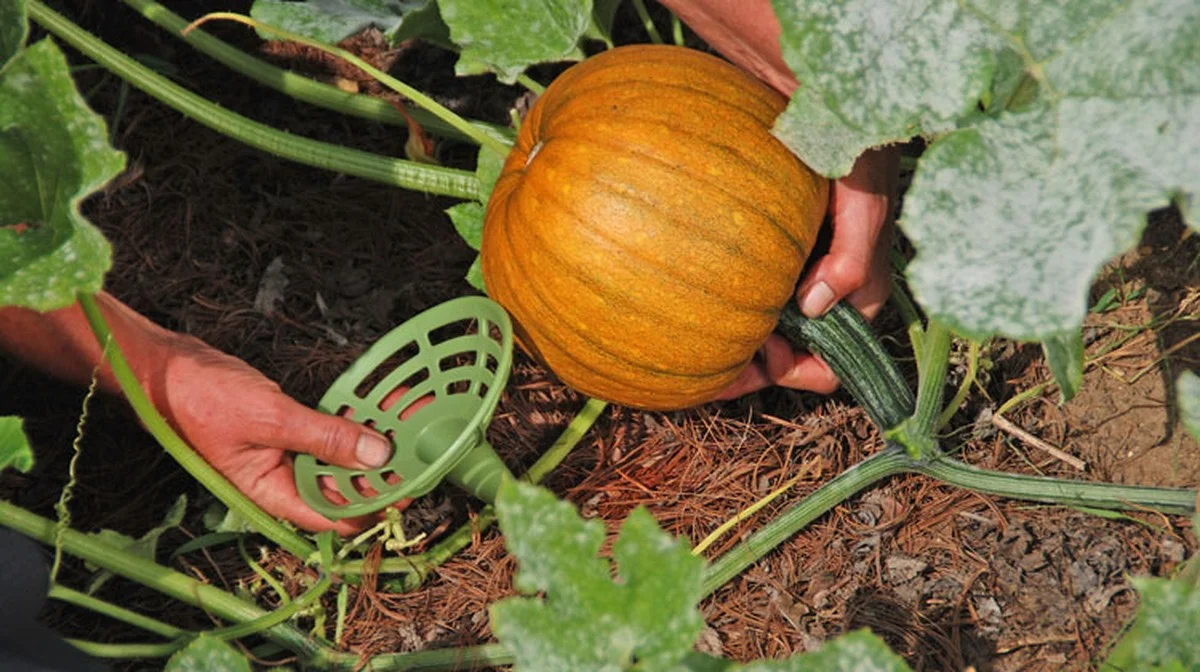 Un vieux collant pour soutenir vos melons ? L