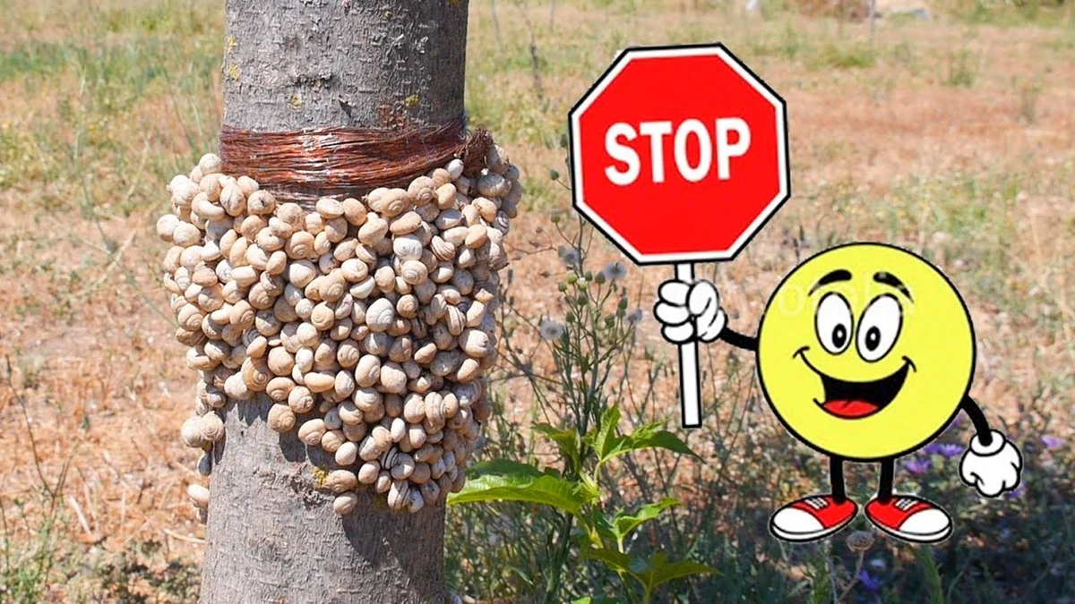 Des pièges à bière dans le potager ? Comment éliminer les limaces sans produits chimiques. - image 2