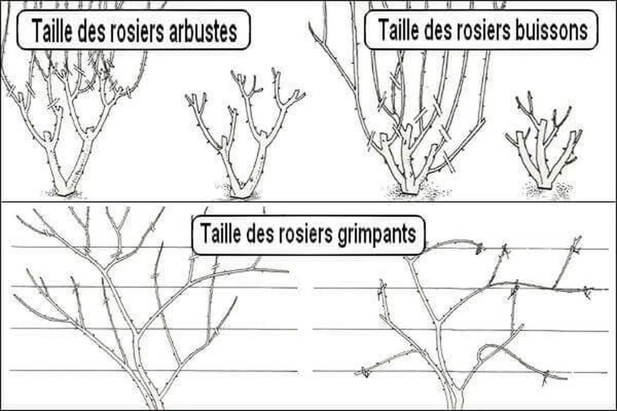 lespaysagistesf-gen-3.webp Les paysagistes français révèlent : la meilleure période pour tailler vos rosiers. - image 2