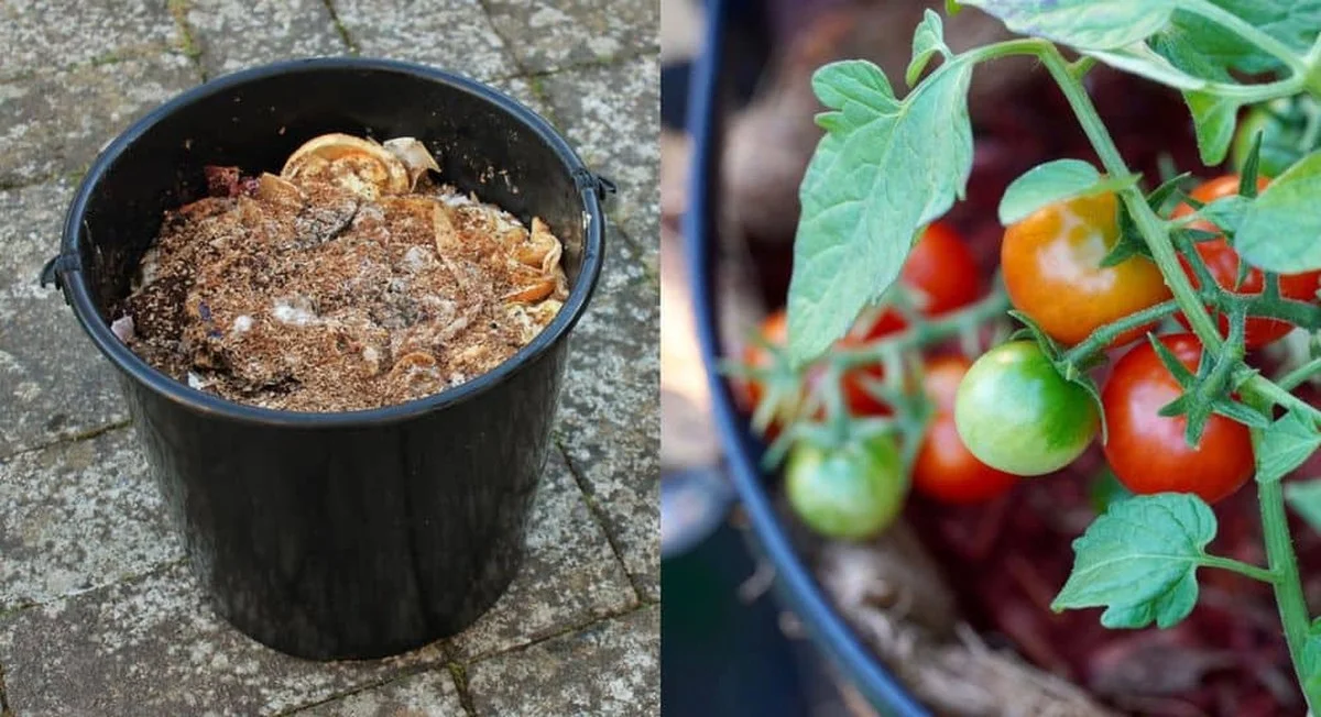 Des cendres de bois dans le potager ? L