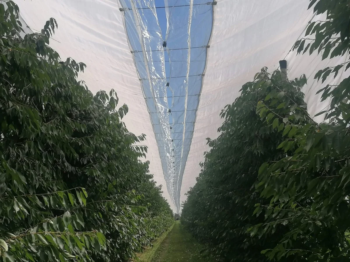 De vieux CD suspendus aux arbres fruitiers ? Pourquoi les oiseaux n