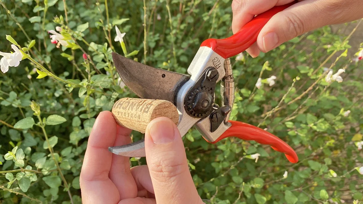 Un bouchon de liège pour affûter vos sécateurs ? L'astuce qui prolonge leur durée de vie.