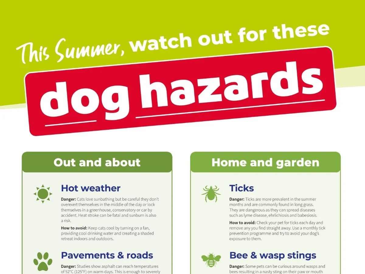 Les botanistes avertissent : cette plante commune dans votre jardin peut être toxique pour vos animaux. - image 2