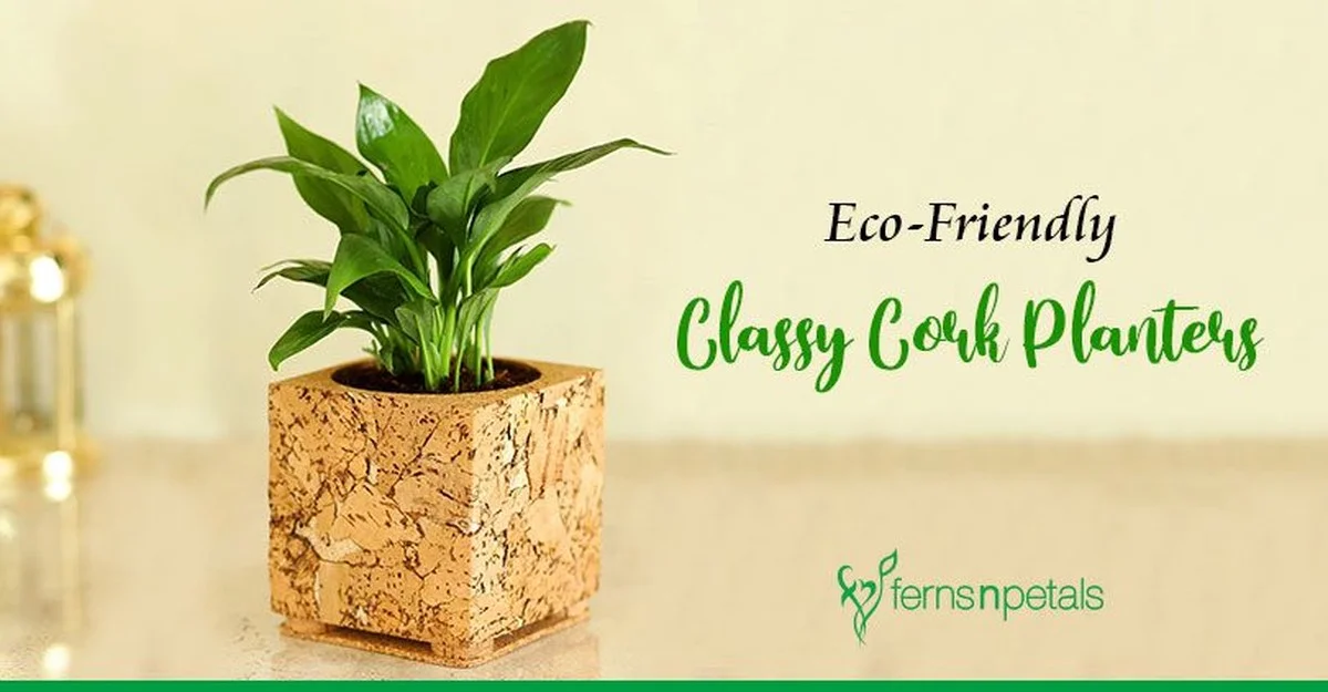 Des bouchons de liège dans le terreau ? Pourquoi vos plantes d'intérieur vont adorer ce draineur naturel.