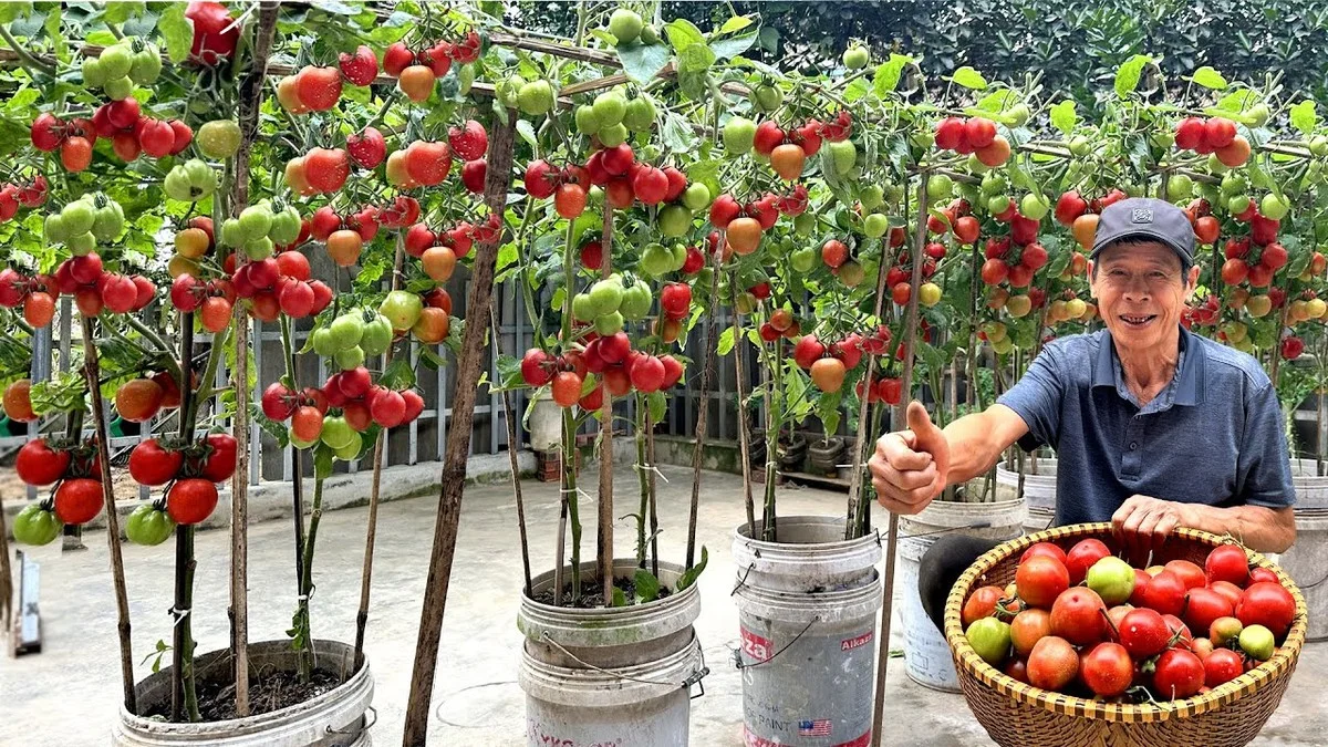 Des peaux de banane enterrées près des pieds de tomates ? L
