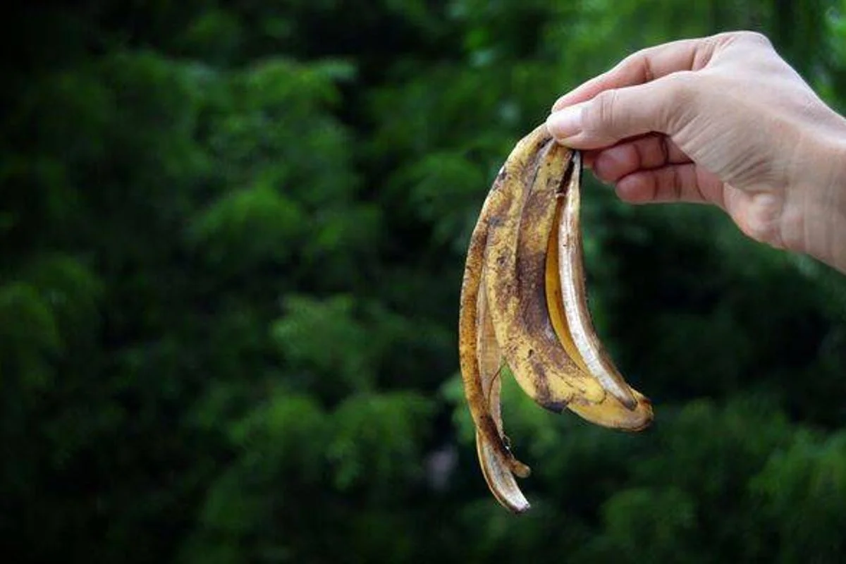 Des peaux de banane enterrées près des tomates ? Pourquoi elles augmentent votre récolte de 40%.