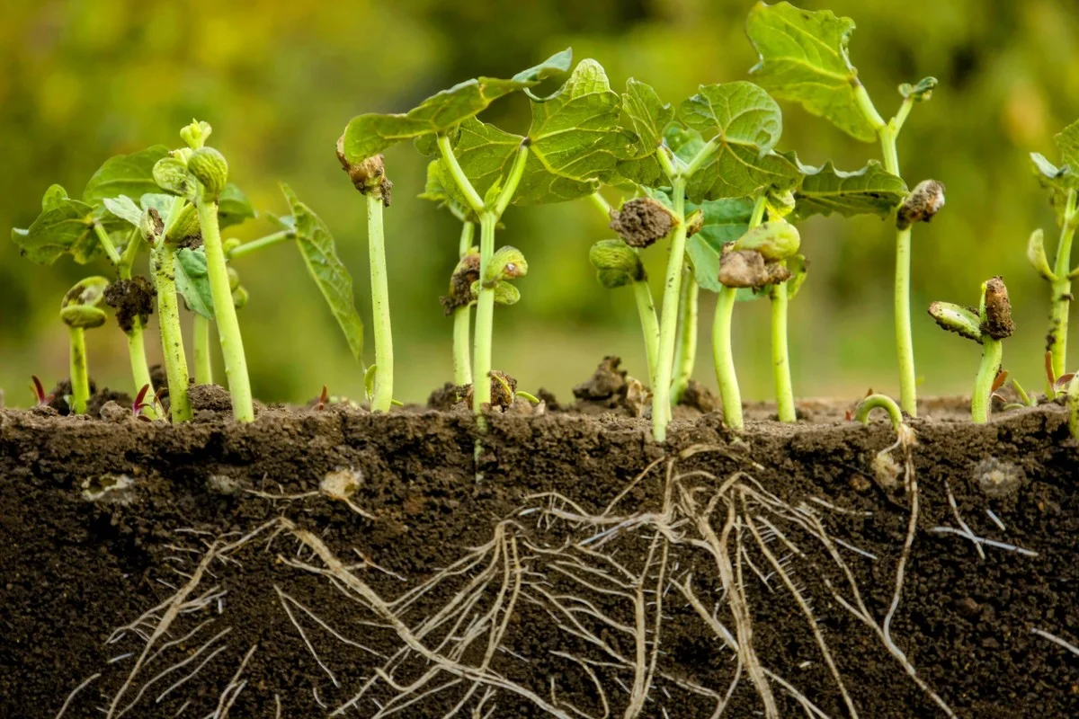 botanistesrevel-gen-3.webp Botanistes révèlent : l