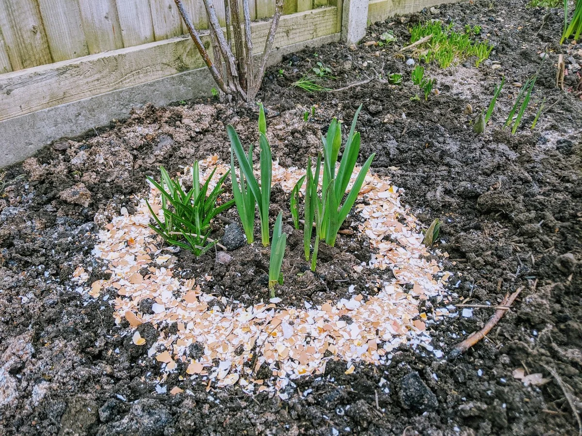 Du marc de café dans vos plates-bandes ? Comment il repousse les limaces naturellement. - image 2