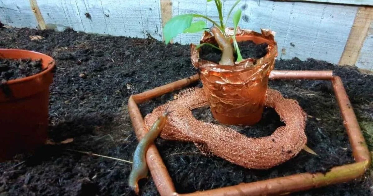 Le marc de café autour des plantes ? Pourquoi les limaces n