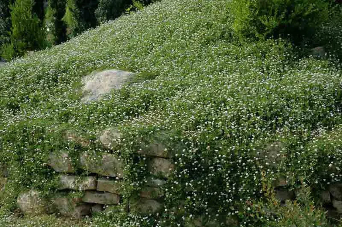Les paysagistes professionnels révèlent : ne jamais planter ces végétaux côte à côte. - image 2
