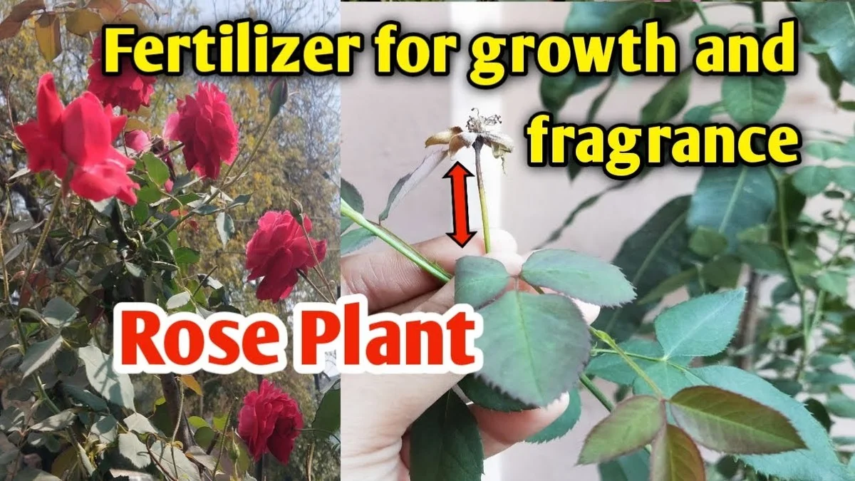 peaudorangedans-gen-2.webp Peau d