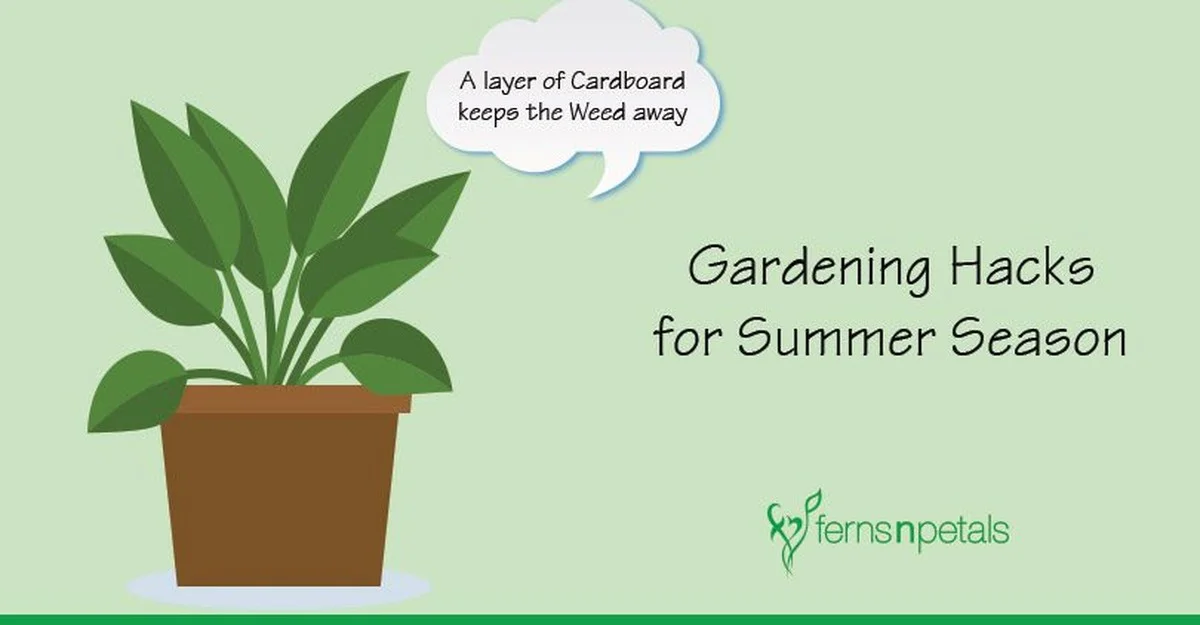 Les jardiniers professionnels révèlent : la meilleure heure pour arroser vos plantes en été. - image 2