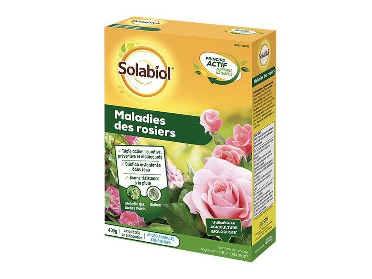 Bicarbonate de soude sur les roses ? Pourquoi les jardiniers expérimentés l