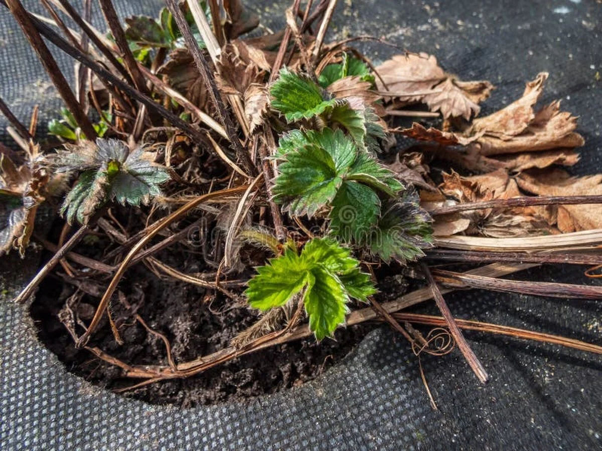 Les jardiniers professionnels révèlent : l