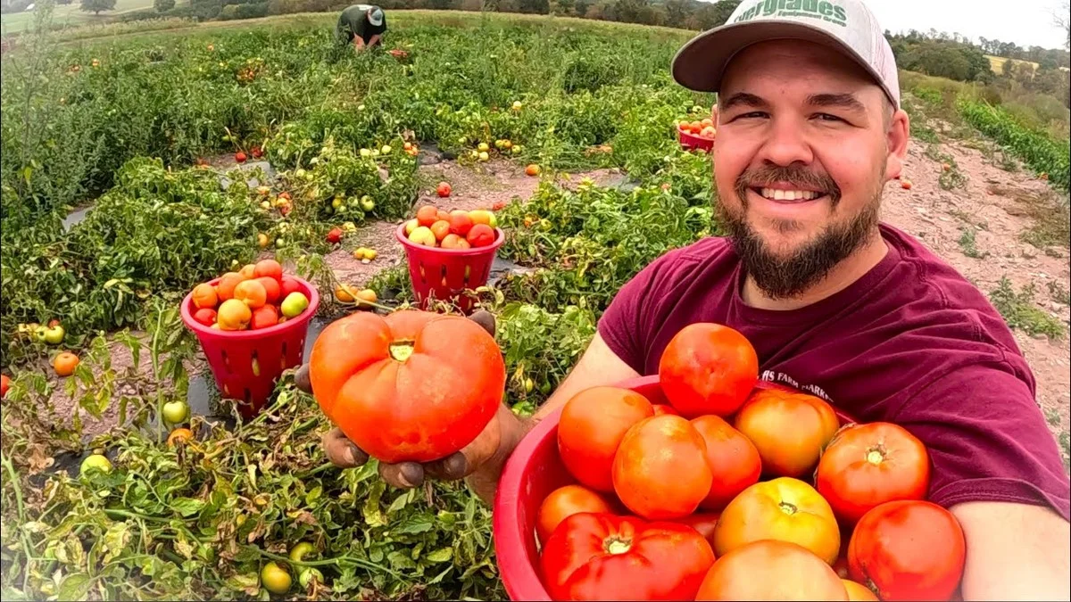 La peau de banane enterrée sous vos tomates ? Le secret d'une récolte 50% plus abondante.