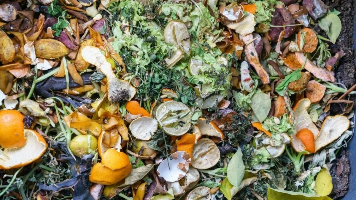 Des pelures d'agrumes dans le compost ? Comment elles accélèrent la décomposition de 50%.