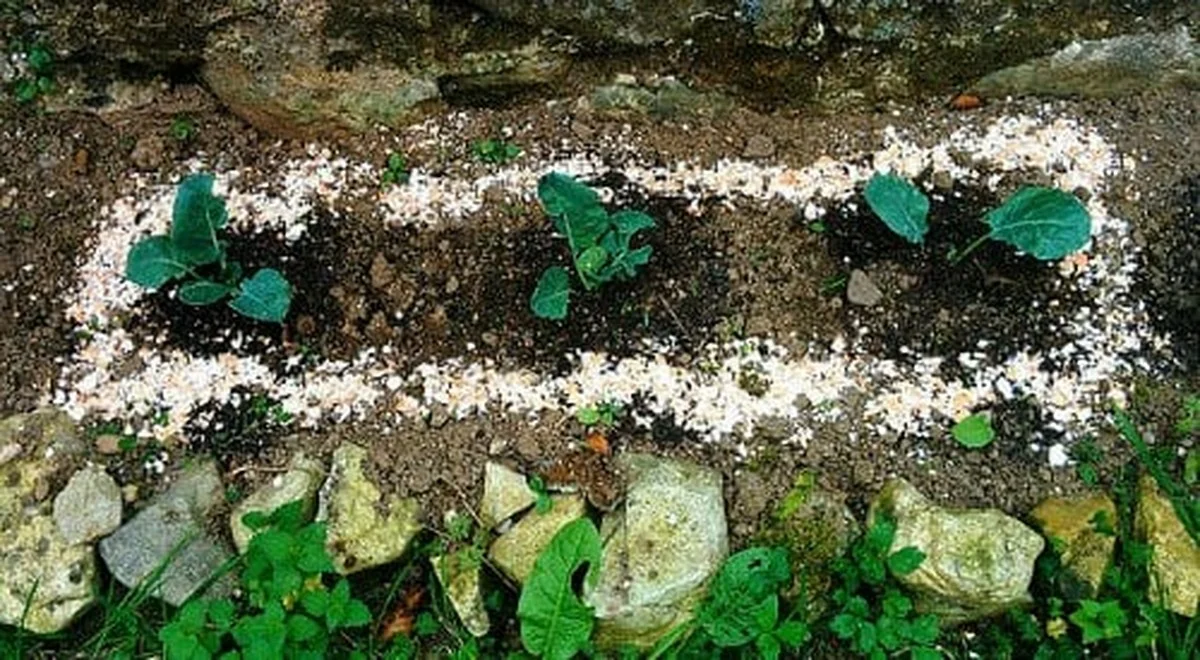 Des coquilles d'œufs au pied des tomates ? Pourquoi elles éliminent 90% des limaces.