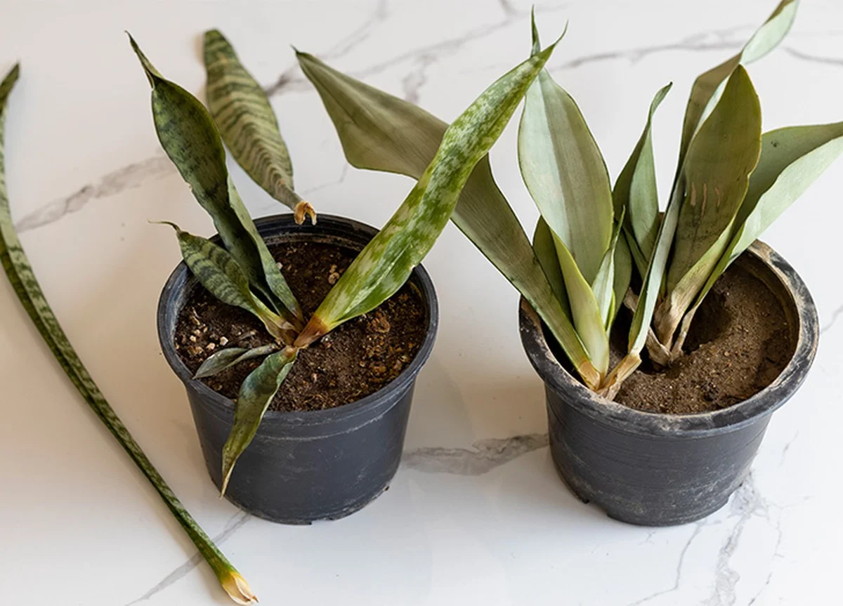 Les paysagistes professionnels révèlent : l