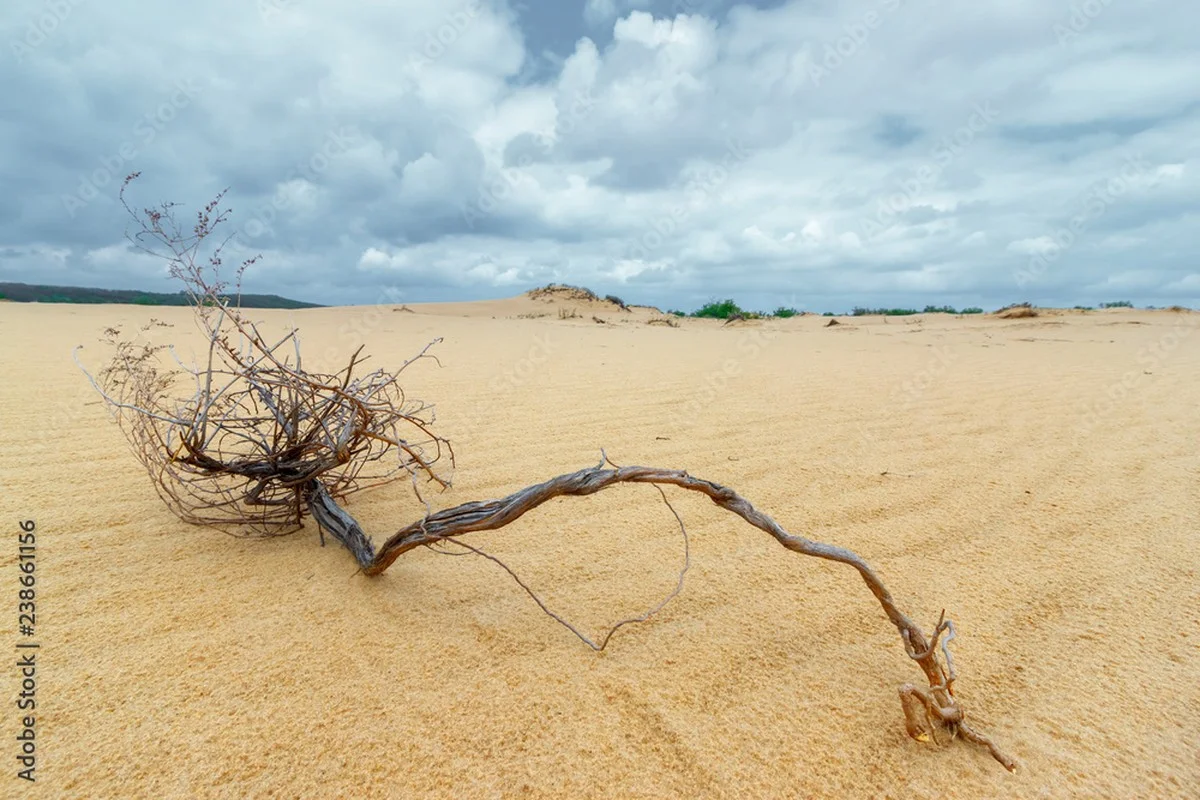 Les botanistes vous supplient : arrêtez d