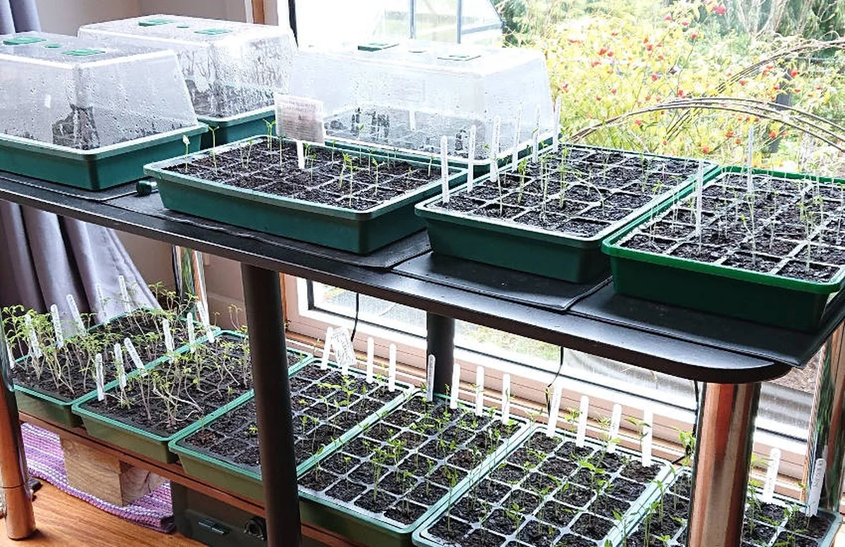 Une bouteille plastique coupée sur vos semis ? Protection anti-gel garantie jusqu