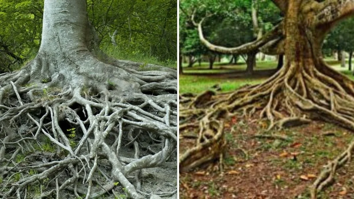 lespepinieriste-gen-3.webp Les pépiniéristes vous supplient : ne plantez jamais ces arbustes trop près de votre maison. - image 2