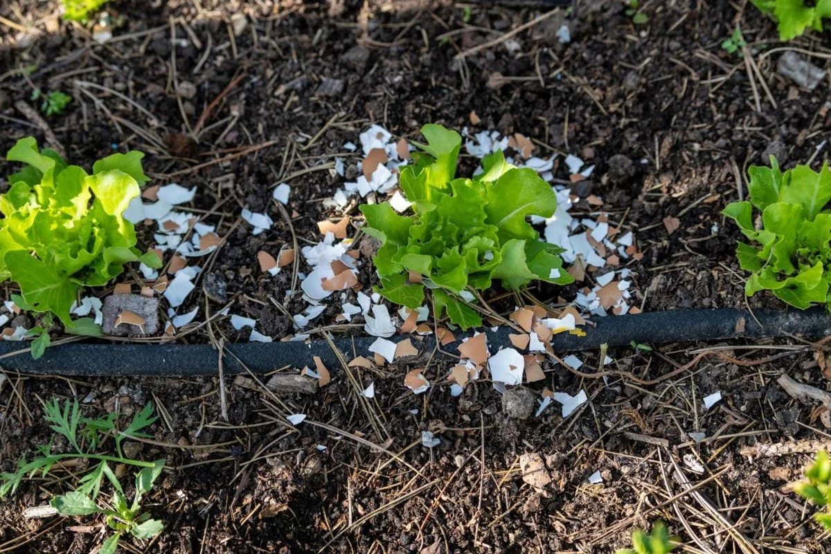 Coquilles d'œufs dans le sol ? Le secret d'un jardin sans limaces.