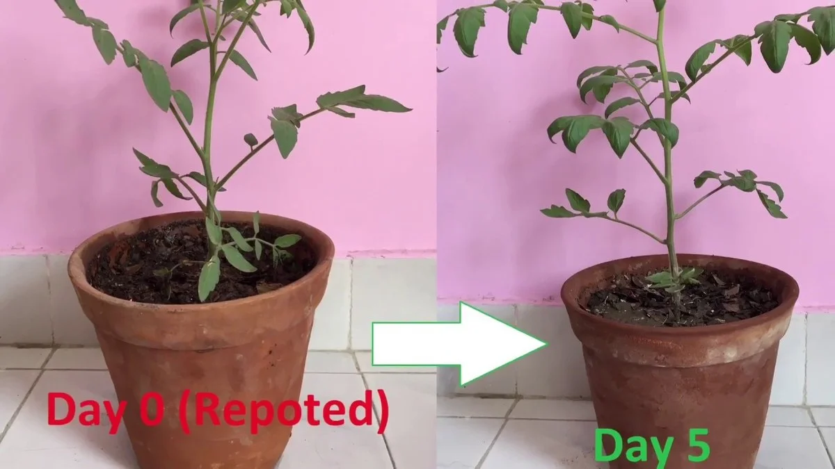 Des coquilles d'œufs autour des plants de tomates ? Le remède naturel contre les limaces.