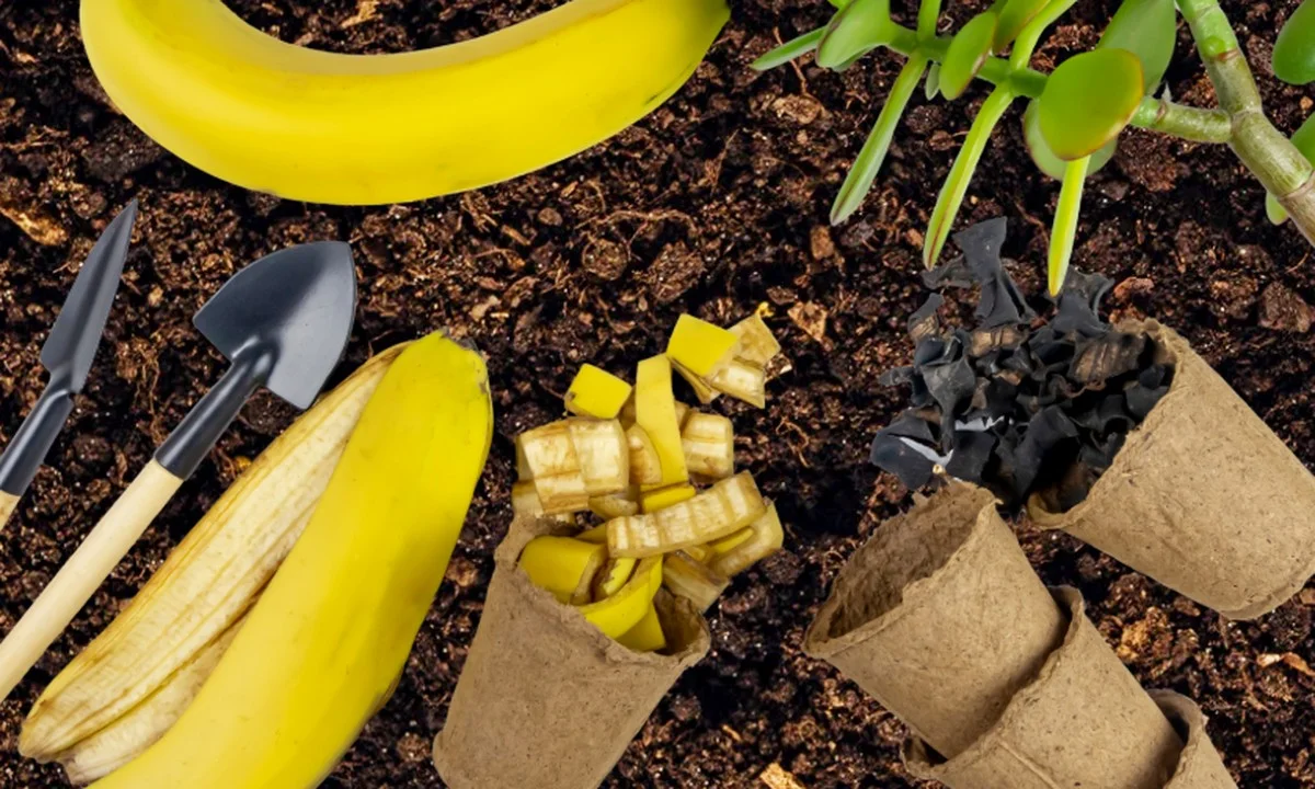 Des peaux de banane enfouies sous les hortensias ? Voici pourquoi leurs couleurs explosent. - image 1