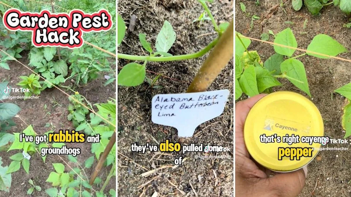 Du savon de Marseille suspendu au jardin ? L