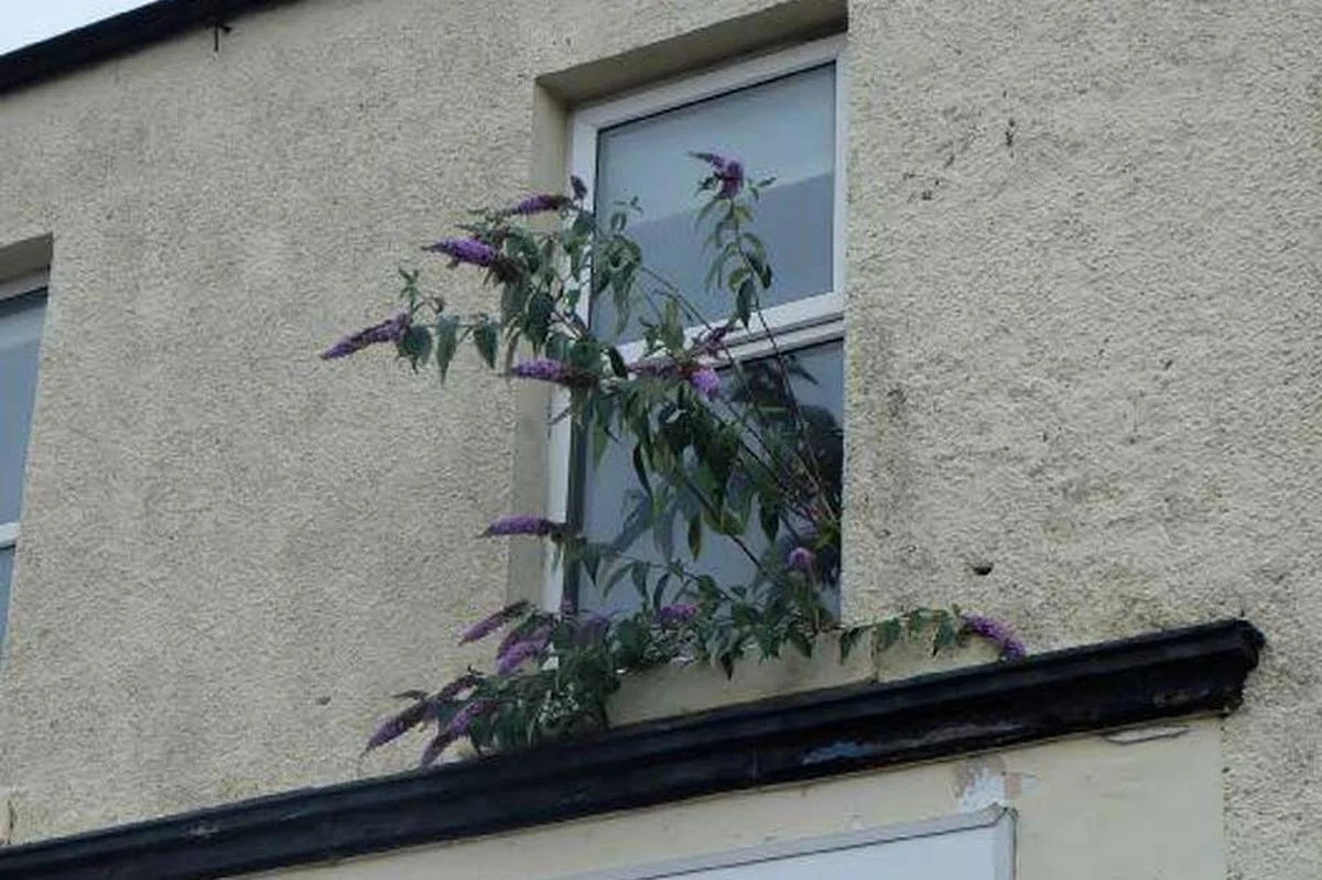 Les botanistes vous supplient : ne plantez jamais ces 3 arbustes près de votre maison. - image 2