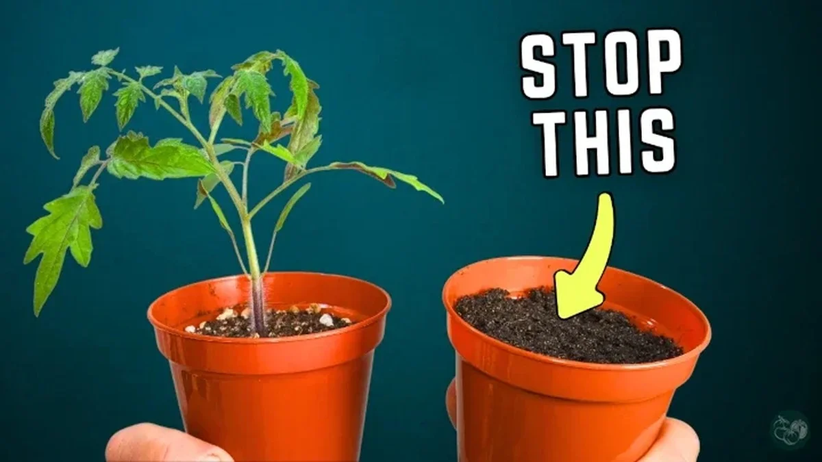 De la cannelle saupoudrée sur vos semis ? Le secret d