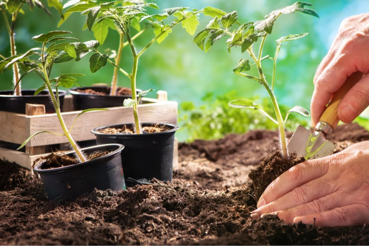Des coquilles d'œufs dans le jardin ? Pourquoi ce déchet de cuisine rend vos tomates 50% plus savoureuses.