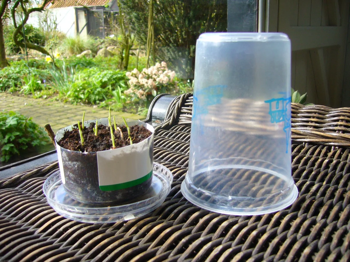 Des pots de yaourt comme mini-serres ? Vos semis germeront deux fois plus vite. - image 1