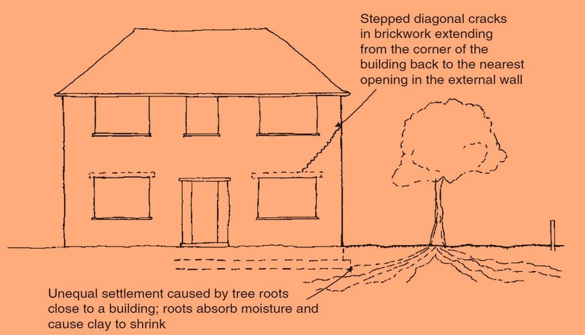 Les paysagistes professionnels révèlent : ne jamais planter ces arbustes près des fondations. - image 1