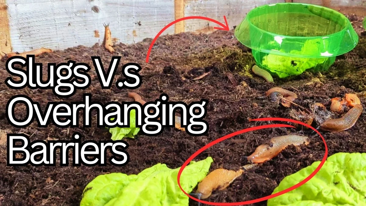 Des bouteilles en plastique coupées comme protège-plants ? L