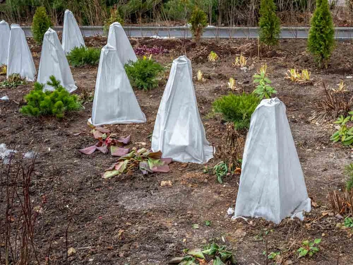 desbouteillesen-gen-3.webp Des bouteilles en plastique coupées dans le potager ? Comment elles protègent vos semis des gelées. - image 2