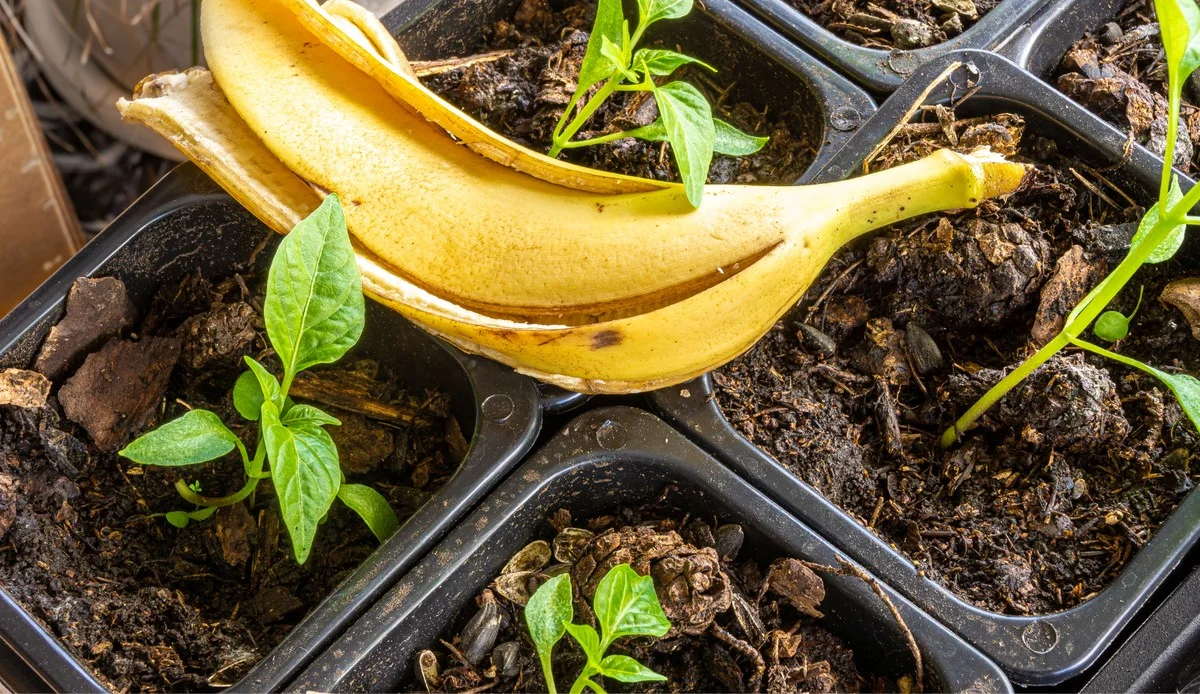 Peaux de banane enterrées sous les pieds de tomates ? Le secret d'une récolte abondante.
