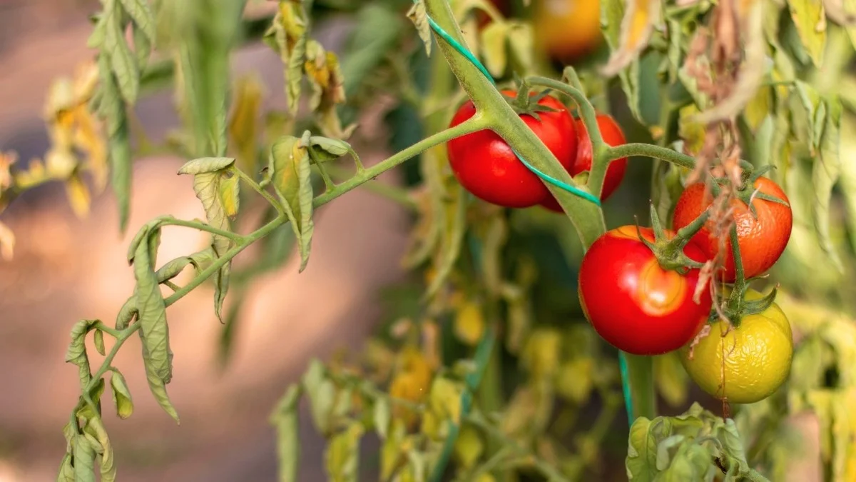 Botanistes révèlent : l'erreur fatale que tous les jardiniers font avec les tomates cerises.
