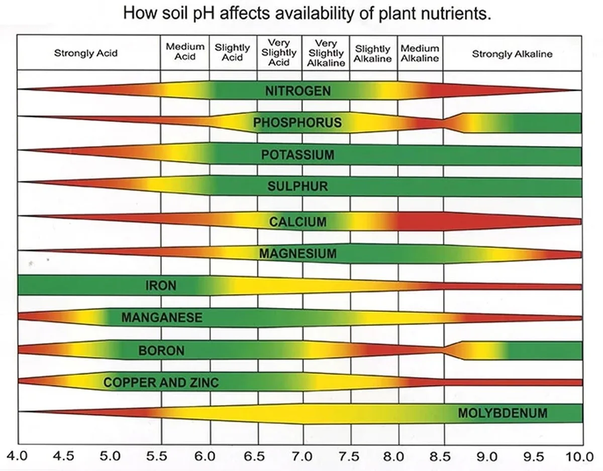 Des cendres de bois sur le sol du potager ? Comment elles transforment vos légumes-racines. - image 2