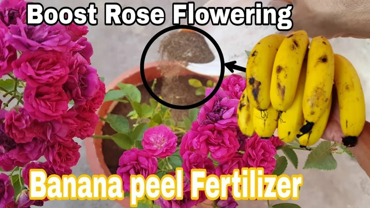 Pelures de banane enfouies près des rosiers ? Pourquoi elles boostent la floraison.