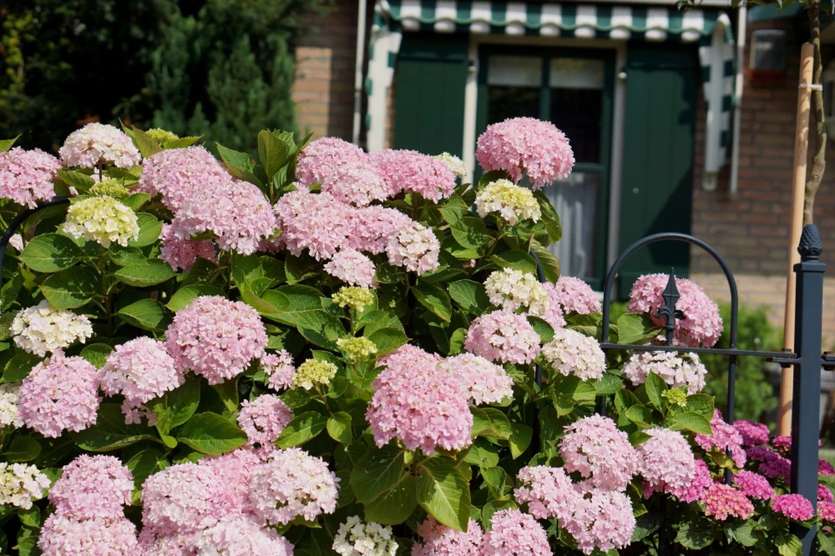 Les pépiniéristes vous supplient : ne taillez jamais ces arbustes après le mois de juin. - image 1