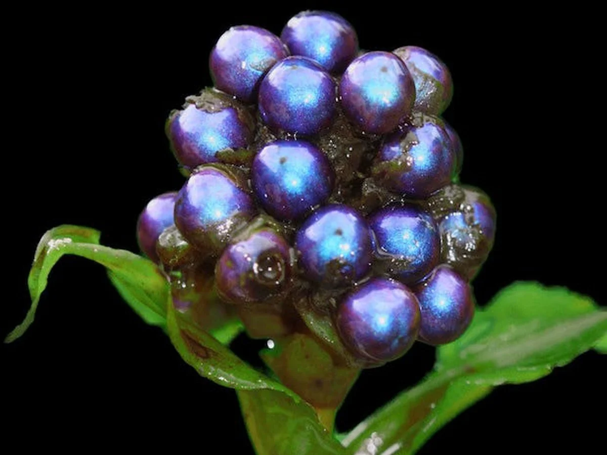 De vieux CD suspendus aux arbres fruitiers ? L