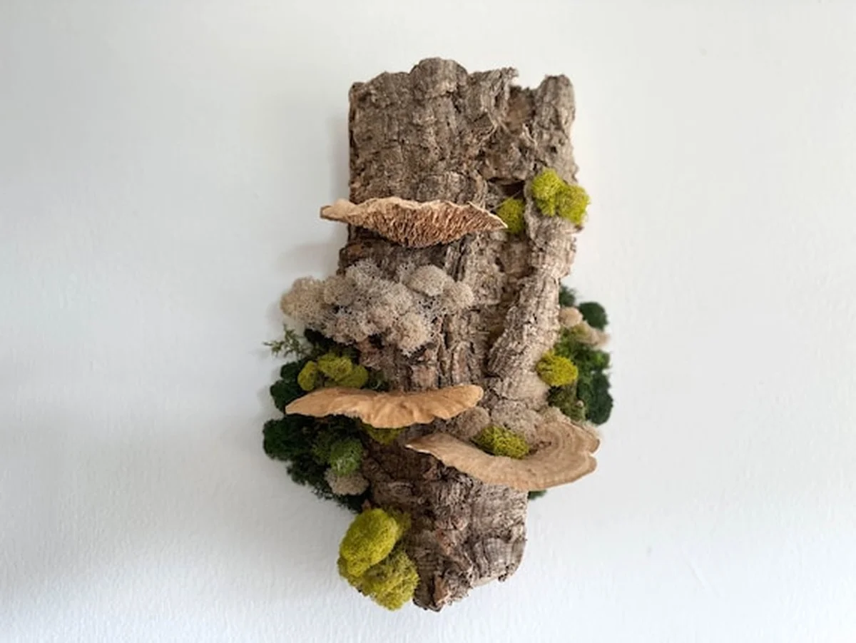 Des bouchons de liège au fond des pots ? Pourquoi cela évite 80% des maladies des plantes. - image 2